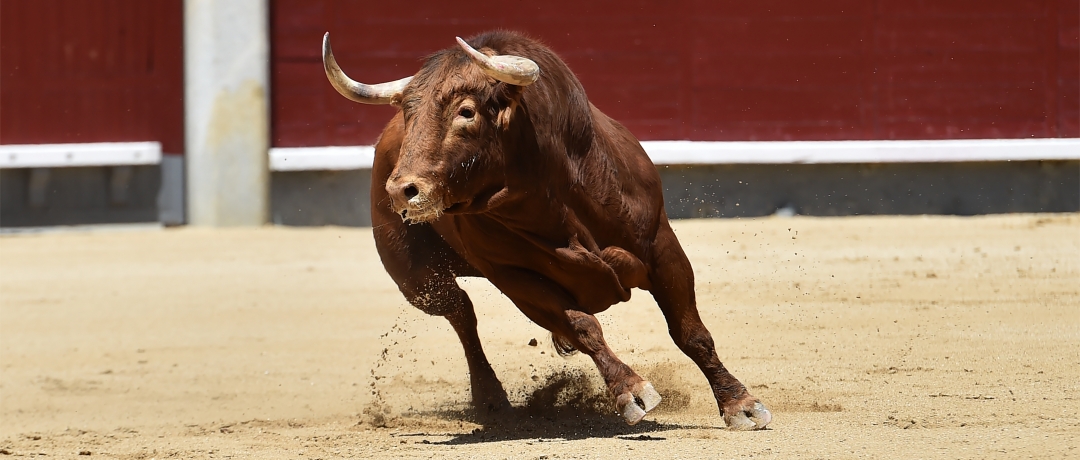 Touros enfrentam chutes e som alto em rodeios pequenos de São Paulo -  21/05/2018 - Cotidiano - Folha