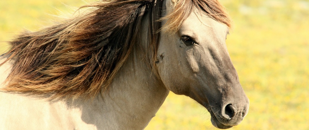 Você conhece a Raça de Cavalo Paint Horse?