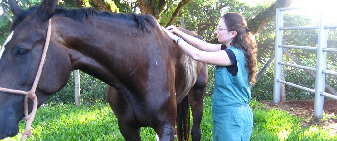 Saiba como a acupuntura ajuda a combater as dores dos cavalos