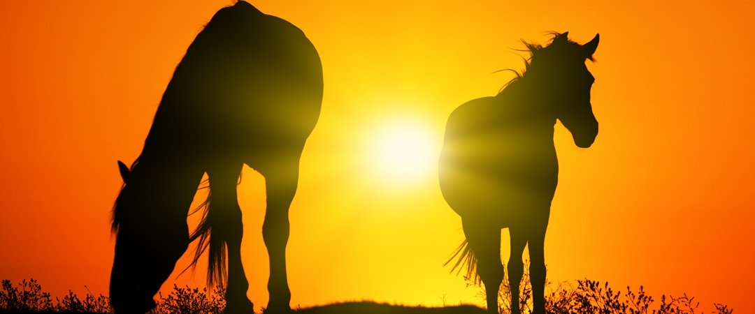 nomes de cavalos