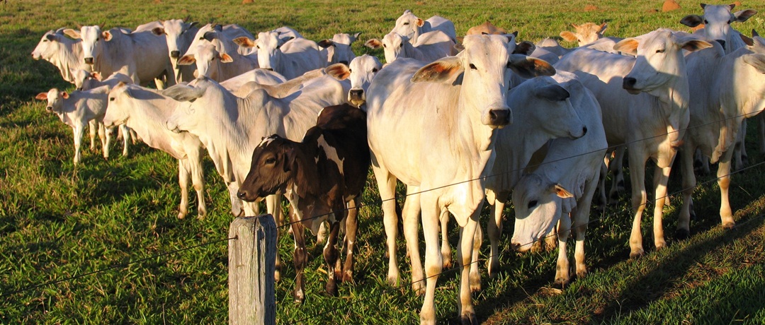 Os cuidados necessários para cuidar de uma criação de gado