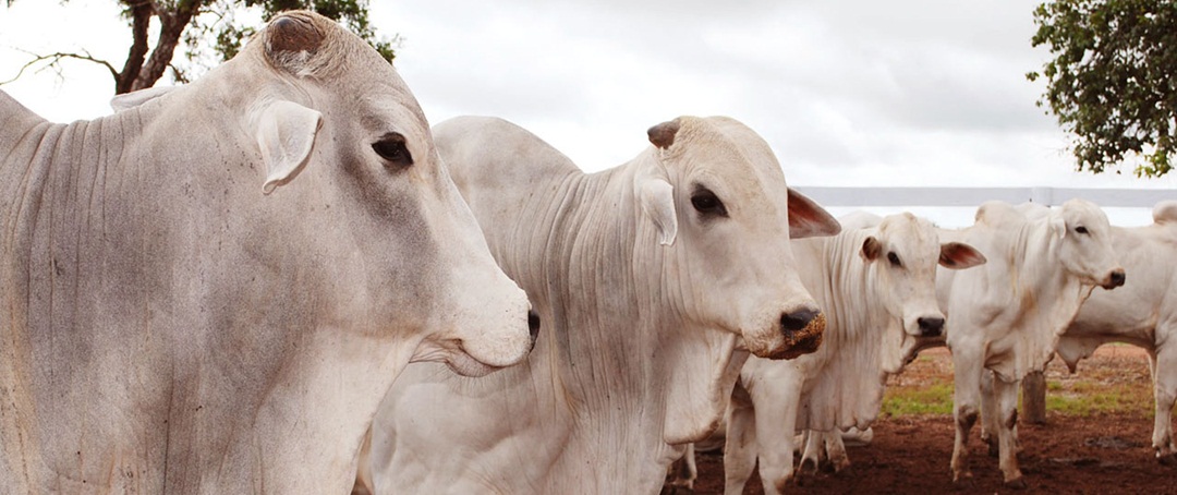 Exportação de carne bovina no Brasil