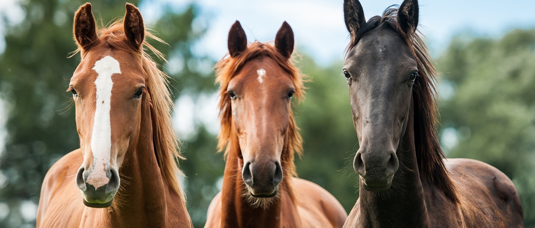 Raças de Cavalos